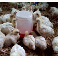 3 Weeks Broiler