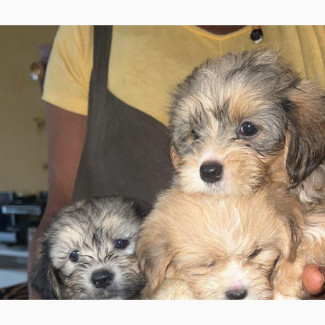 Lhasa Apso Puppy - Female Purebred