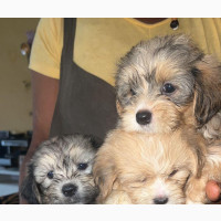 Lhasa Apso Puppy - Female Purebred