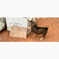 1-3 months Female Mixed Breed Caucasian Shepherd