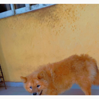 Female Purebred Chow Chow for Sale
