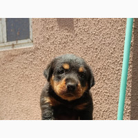Female Purebred Rottweiler