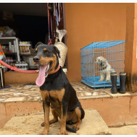 Male Purebred Rottweiler 6-12 Months Old
