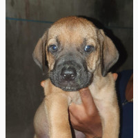 Female Purebred Boerboel Puppy for Sale