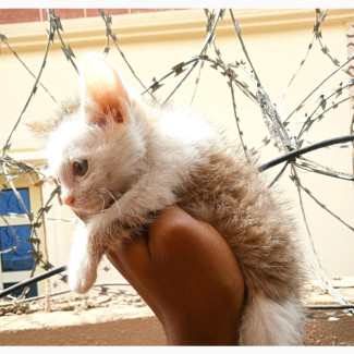 American Shorthair Kitten for Sale