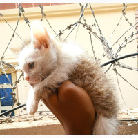 American Shorthair Kitten for Sale