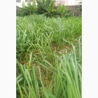 Genuine Land at Your Best Price (Location- Ozuoha-Omagwa-Ph)