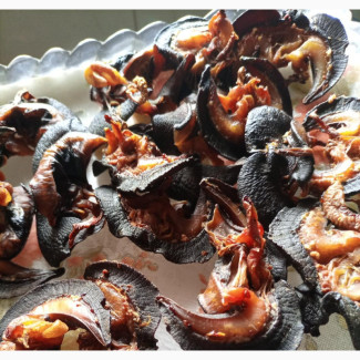 Neatly Dried Oven Snail - No Sand, No Worries