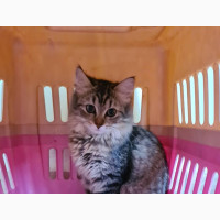 6-12 months Female Mixed Breed Persian