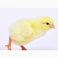 Agrited Ross 308 Broilers (Day-Old Chicks) for Sale