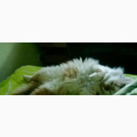 6-12 months Female Mixed Breed Birman