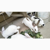 Exotic Rabbits