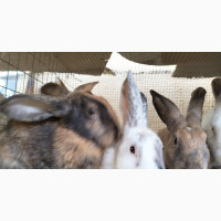Exotic Rabbits