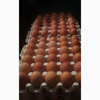 Fresh Eggs