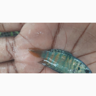 Dwarf Gourami Paradise Fish