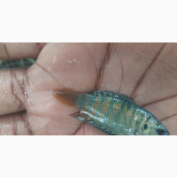 Dwarf Gourami Paradise Fish