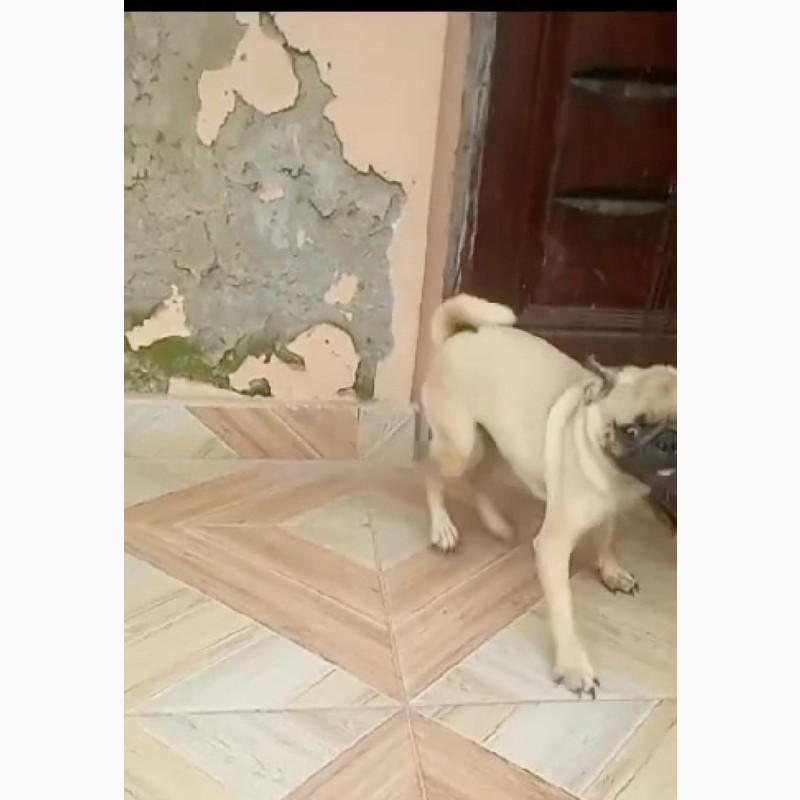 Фото 1/1. 3-6 months Male Purebred Pug