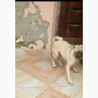 3-6 months Male Purebred Pug
