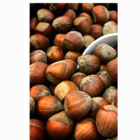 Hazel Nuts Packed With Vitamin E, Protein, Dietary Fibre 250g