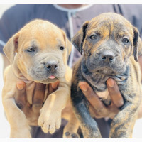 Female Purebred Boerboel Puppy for Sale - 1-3 Months Old