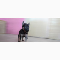 German Shepherd Puppies Available in Ibadan