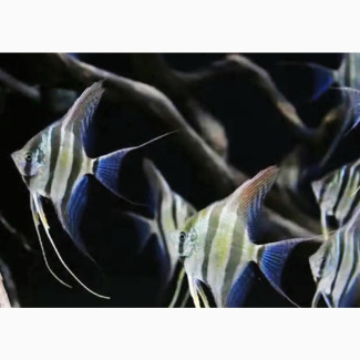 Angel Fish for Aquariums and Fish Bowls