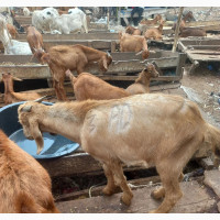 Healthy Hausa Full Goat Meat