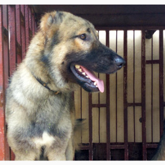1+ year Male Mixed Breed Caucasian Shepherd