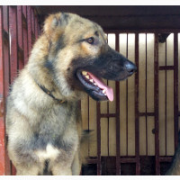 1+ year Male Mixed Breed Caucasian Shepherd