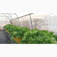 Fresh Lettuce (Kristine, Iceberg And Red Concorde)