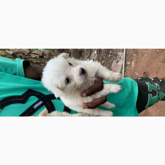 Female Purebred American Eskimo Puppy Available