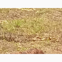 Purebred Boerboel for Sale