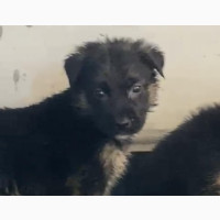 German Shepherd Puppies for Sale in Ibadan