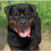 Male Purebred Rottweiler for Sale