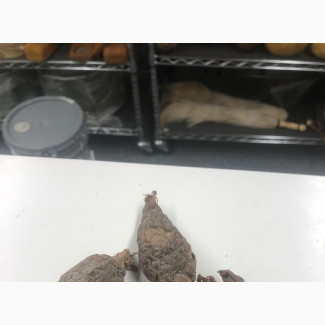 Fortified Alligator Pepper - 1 Bulb