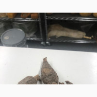 Fortified Alligator Pepper - 1 Bulb