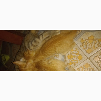 1-3 months Female Purebred American Shorthair