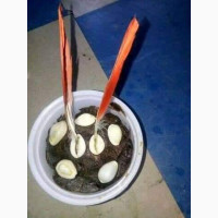 The best powerful spiritual herbalist man in Nigeria