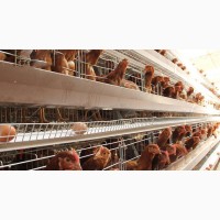 Battery Cages China Factorywholesale Pricehot Galvanized Battery Cage