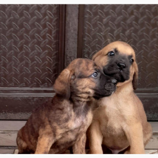 Female Purebred Bullmastiff - 1-3 months old