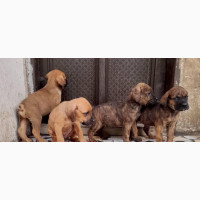 Female Purebred Bullmastiff - 1-3 months old