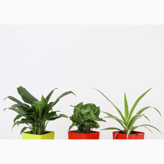 Plant Outdoor