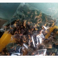 Fresh and Delicious Vicky Sea Food