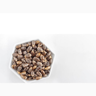 Castor Seed(Natural Contraceptive) for Sale
