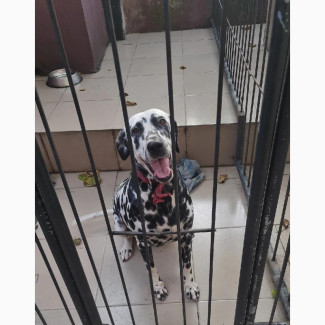 1+ year Female Purebred Dalmatian