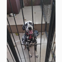1+ year Female Purebred Dalmatian