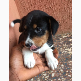 0-1 month Female Mixed Breed Rottweiler
