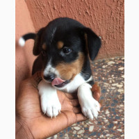 0-1 month Female Mixed Breed Rottweiler