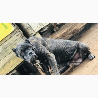 1+ year Female Purebred Cane Corso