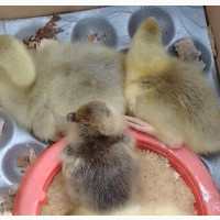 Baby Geese or Goslings Available for Sale